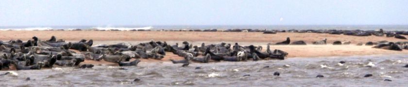 Seals at Newburgh